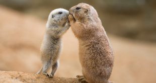 วิธีการเลี้ยงแพรี่ด็อก (Prairie Dog) หรือ“กระรอกหมา” สำหรับมือใหม่