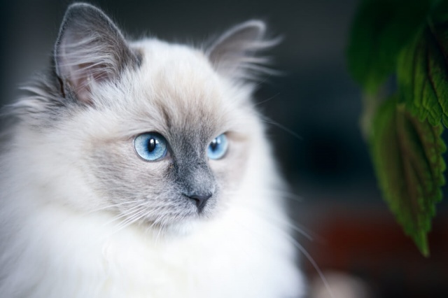 ข้อมูลแมวแร็กดอลล์ (Ragdoll Cat) ลักษณะนิสัยและการดูแล