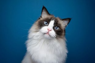 ข้อมูลแมวแร็กดอลล์ (Ragdoll Cat) ลักษณะนิสัยและการดูแล