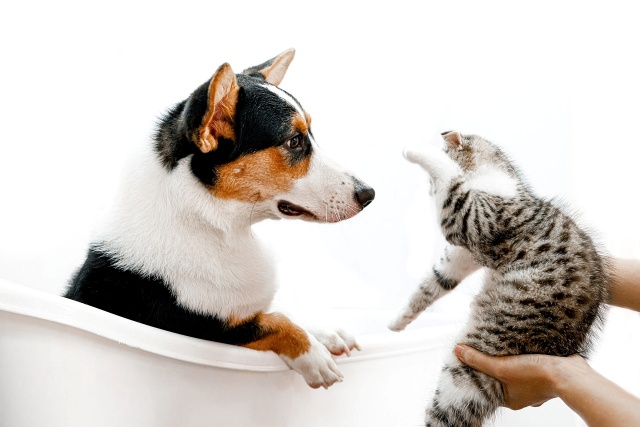 ขั้นตอนสำหรับการทำให้แมวและสุนัขอยู่ด้วยกันได้ วิธีการฝึกสัตว์เลี้ยง