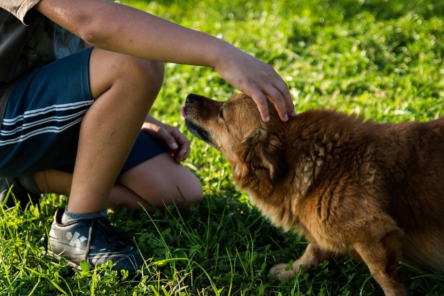 สุนัขชอบให้ลูบตรงไหน : วิธีบอกรักสุนัขผ่านท่าทางและพฤติกรรม