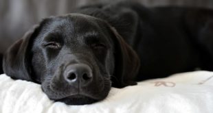 ทำไมสุนัขชอบนอนเบียด หรือสุนัขชอบนอนบนตัวเจ้าของ