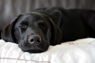ทำไมสุนัขชอบนอนเบียด หรือสุนัขชอบนอนบนตัวเจ้าของ