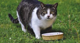 แมวกินอะไรได้บ้างนอกจากอาหารเม็ด?