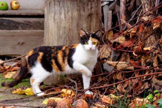 ข้อมูลแมวสามสี (Calico Cat) ลักษณะนิสัย สุขภาพ และการดูแล