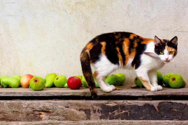 ข้อมูลแมวสามสี (Calico Cat) ลักษณะนิสัย สุขภาพ และการดูแล