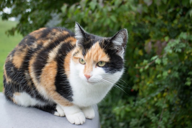 ข้อมูลแมวสามสี (Calico Cat) ลักษณะนิสัย สุขภาพ และการดูแล