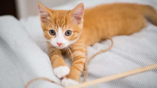 ข้อมูลแมวลายสลิดสีส้ม (Tabby Cat) ลักษณะนิสัย สุขภาพ และการดูแล