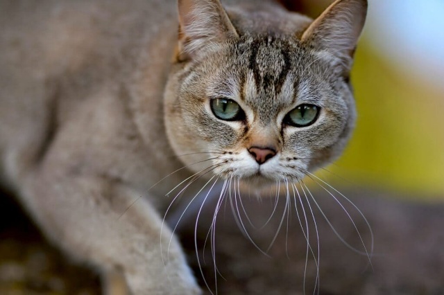10 สายพันธุ์แมวหน้าแบน ที่ทาสแมวควรรู้จัก