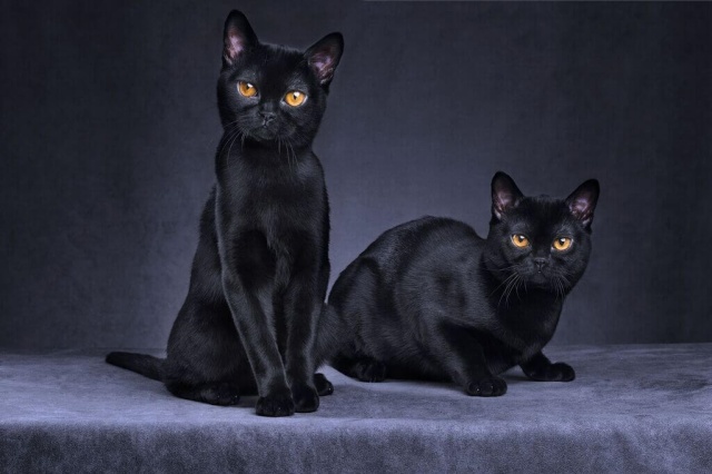 13 สายพันธุ์แมวดำในปี 2024 นิสัยยังไง มีสายพันธุ์อะไรบ้าง