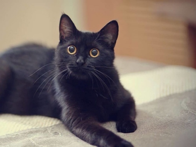 13 สายพันธุ์แมวดำในปี 2024 นิสัยยังไง มีสายพันธุ์อะไรบ้าง