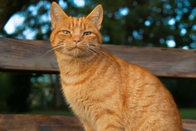 ข้อมูลแมวลายสลิดสีส้ม (Tabby Cat) ลักษณะนิสัย สุขภาพ และการดูแล