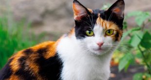 ข้อมูลแมวสามสี (Calico Cat) ลักษณะนิสัย สุขภาพ และการดูแล