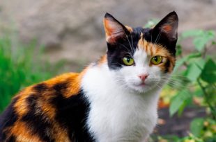 ข้อมูลแมวสามสี (Calico Cat) ลักษณะนิสัย สุขภาพ และการดูแล