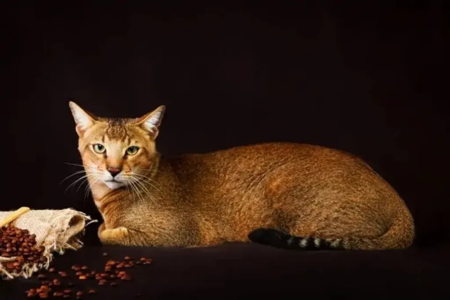 10 สายพันธุ์แมวสีส้ม มีพันธุ์อะไรบ้าง และมีนิสัยอย่างไร