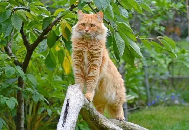 10 สายพันธุ์แมวสีส้ม มีพันธุ์อะไรบ้าง และมีนิสัยอย่างไร