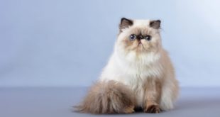 ข้อมูลแมวเปอร์เซีย (Persian cat) ลักษณะนิสัย สุขภาพ และการดูแล