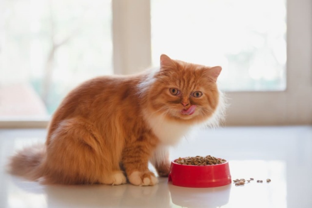 ข้อมูลแมวเปอร์เซีย (Persian cat) ลักษณะนิสัย สุขภาพ และการดูแล