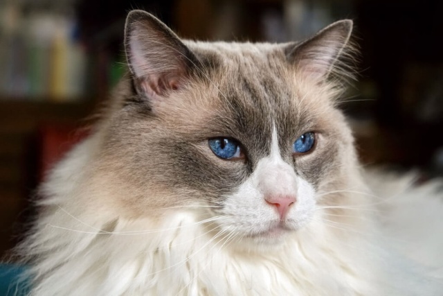 15 อันดับสายพันธุ์แมวสีเทาขาว ที่ผู้คนนิยมเลี้ยง